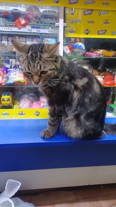 Котик только для любящего сердечка