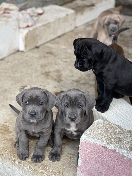 Кане Корсо/Cane Corso