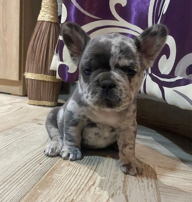 Bulldog Francez Merle