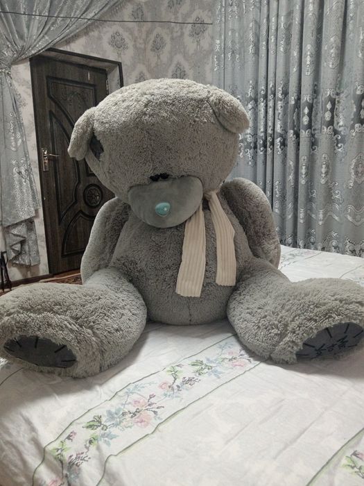 Teddy ayiq yangi hali oladiganlar aloqaga chiqsin