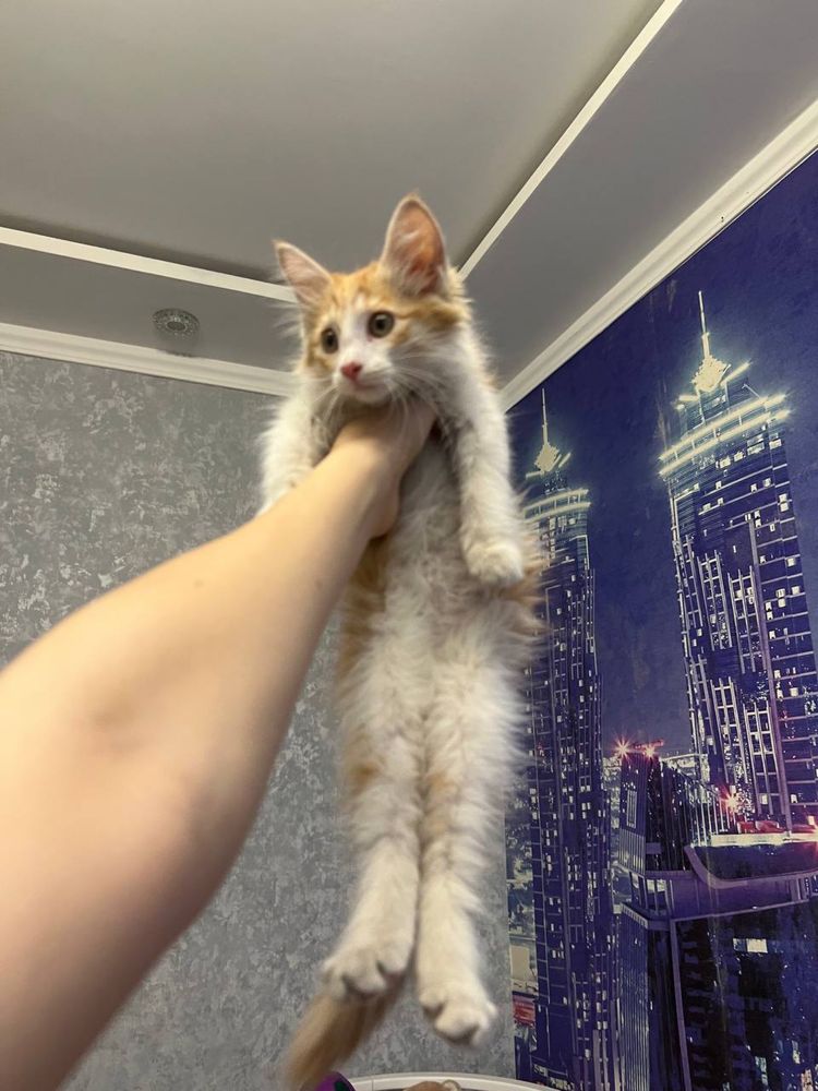 Котенок в добрые  руки