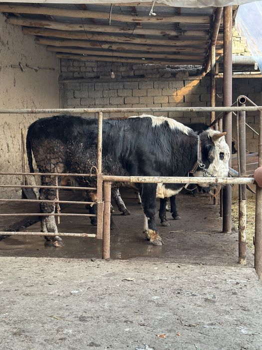 Buqa sotiladi dehqonchili