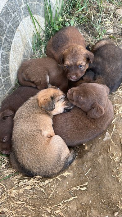 Donez cățeluși de rasă mică