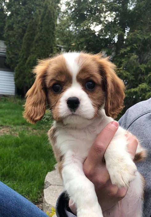 Выгул собак в вашем районе