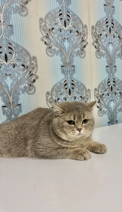 Продается котенок шиншила