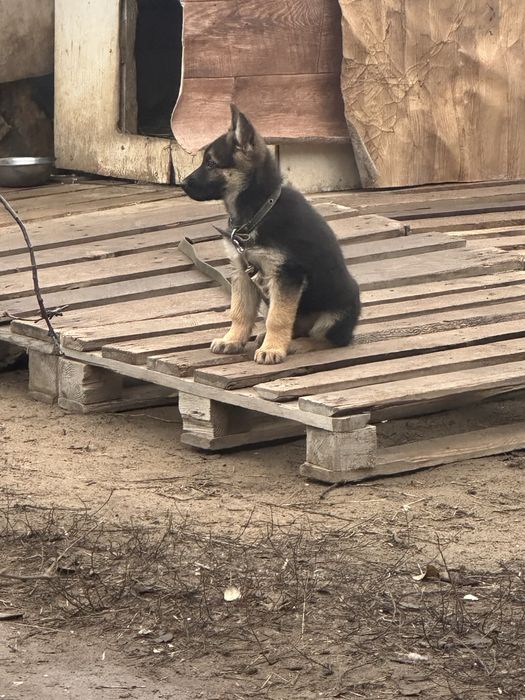 СРОЧНО продается немецкая овчарка щенок девочка