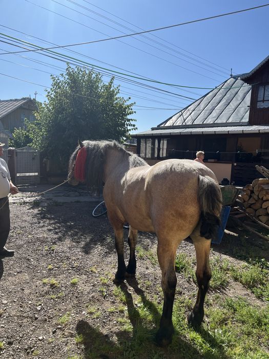 De vazare cal castrat