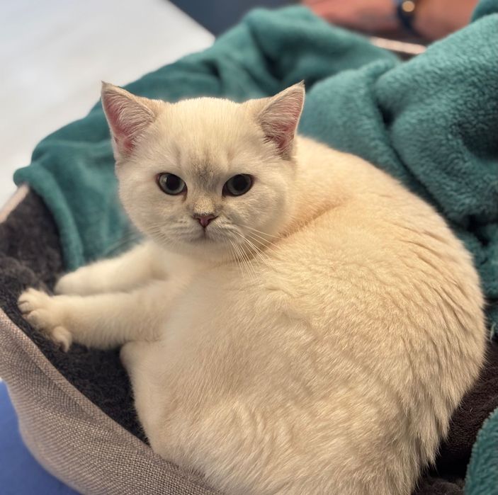 Британска чинчила silver point