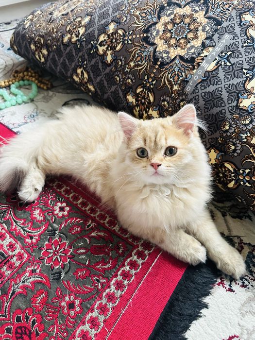 Қиз бола шиншилла мушук, зоти тоза