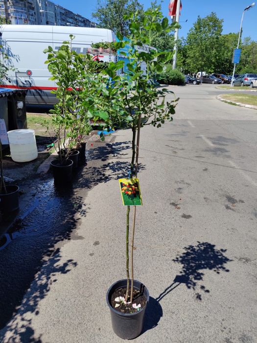 Trandafiri pomisori diferite culori