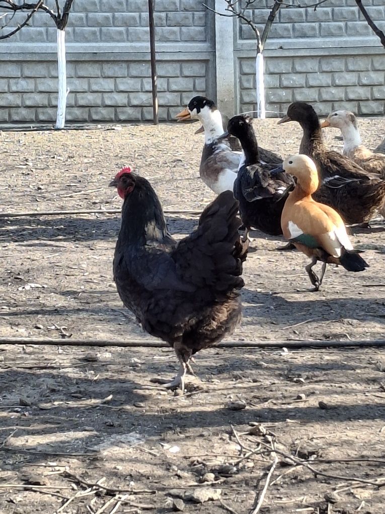 Oua gaina rața si bibilica pentru incubat si consum