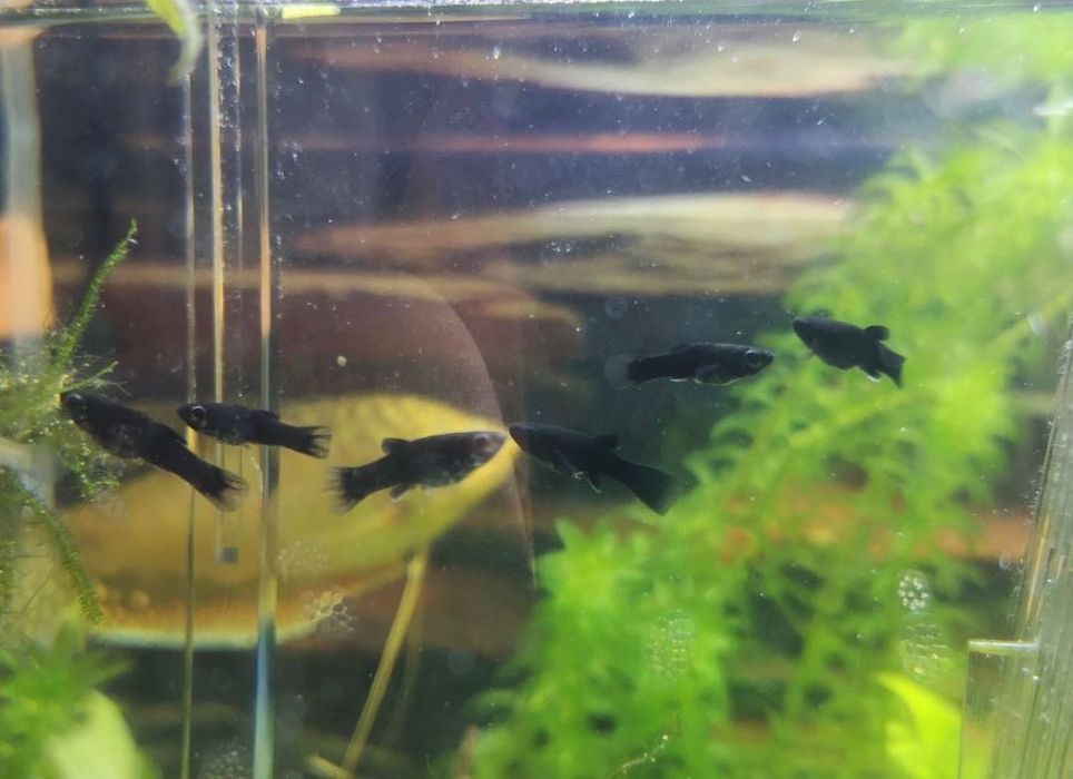 Рибки Молинезия (черни и шарени)