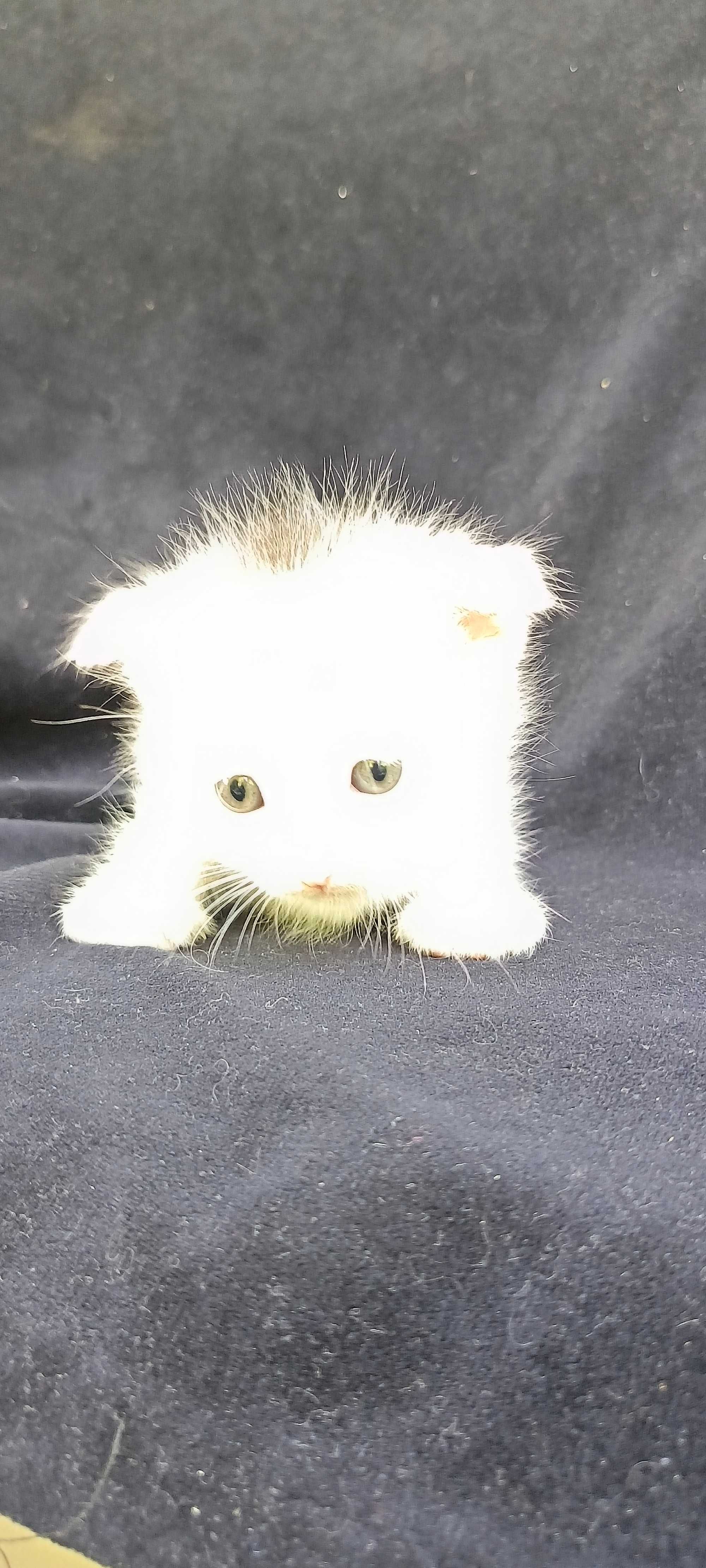 Котята вислоухие один белый и один серый есть и страйт два белых !