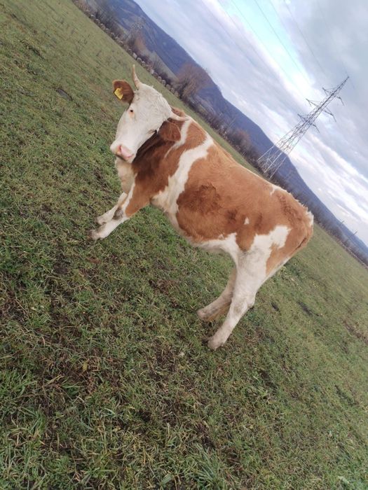 Vând Taur și junincă