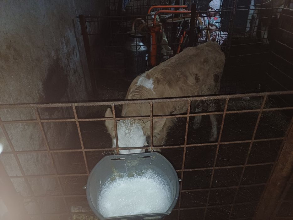 Vând vitica baltata!