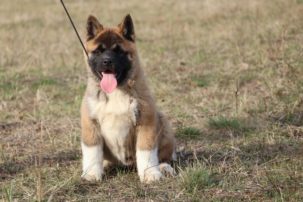 Femela akita american pedigree tip A