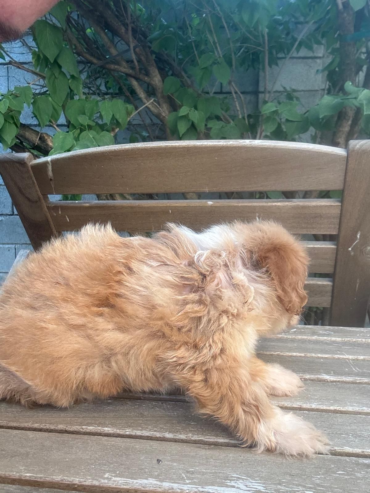 Maltipoo Toy băiat cu carnet de sănătate