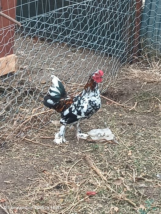 Cocosi pitici americani