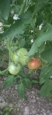 Rasaduri legume și tomate