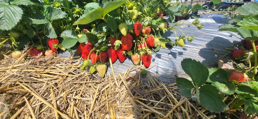 Stoloni capsuni Albion