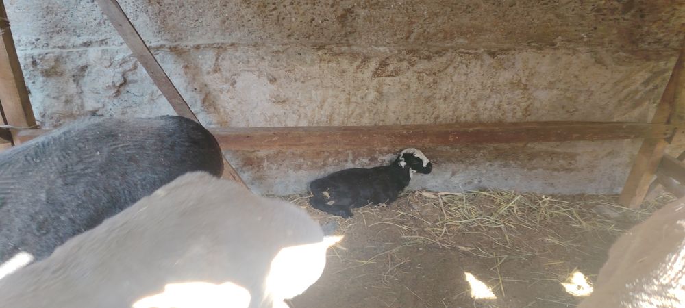 Бугуз ва онабача куйлар сотила    ди.