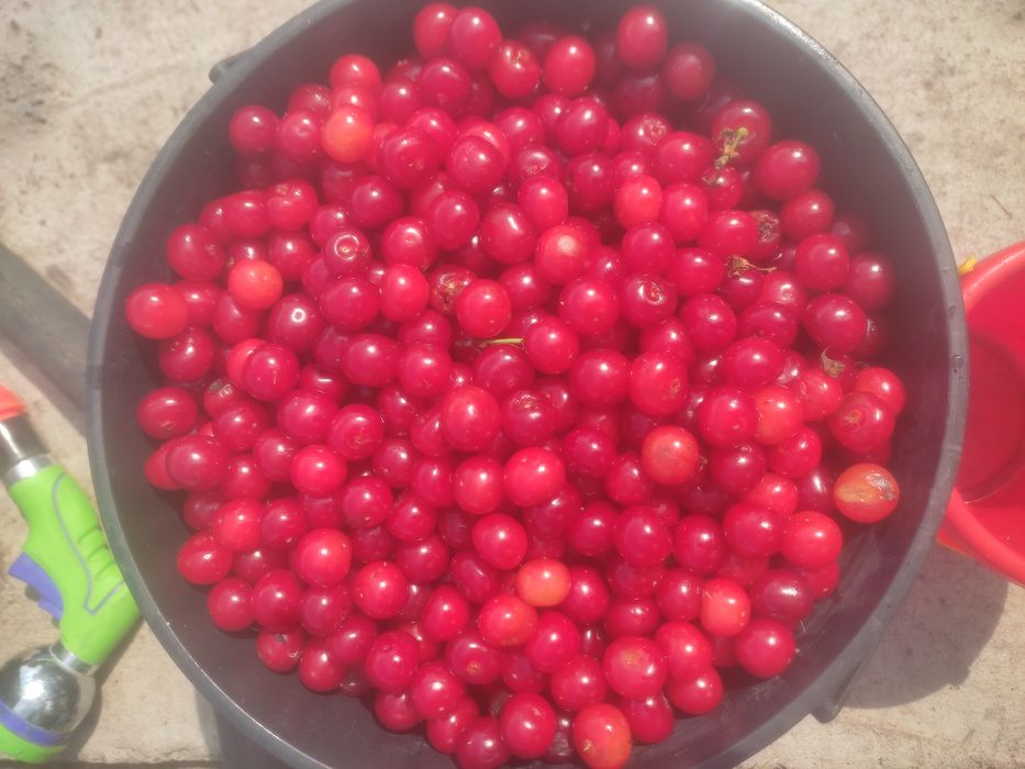 Продаю Ягоду Вишня Чирешня клубника смородина малина