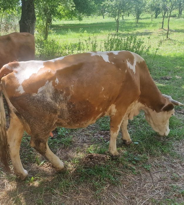 Vând vacă foarte bună de lapte