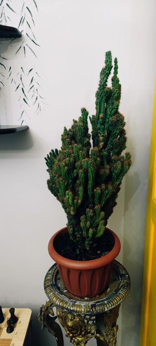 Кактус Cereus monstruosus "Coral", известный как "скальный кактус