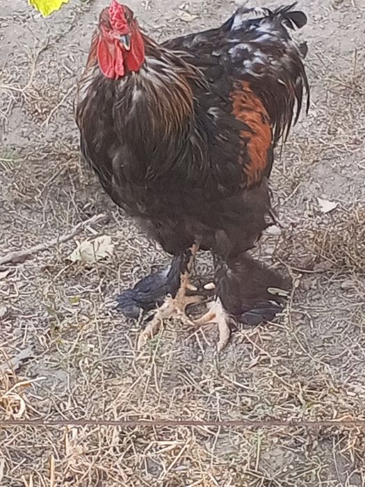 Уй товуклари брама