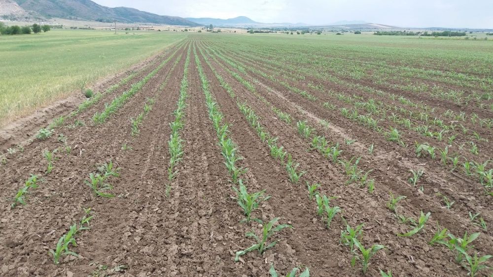 Sapa Rotativa Madara MR Sunrise 6.2m