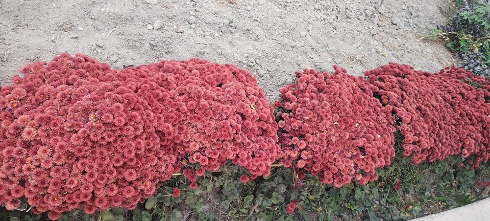 Xrezantema  gullari  juda  ajoyib  gullagan