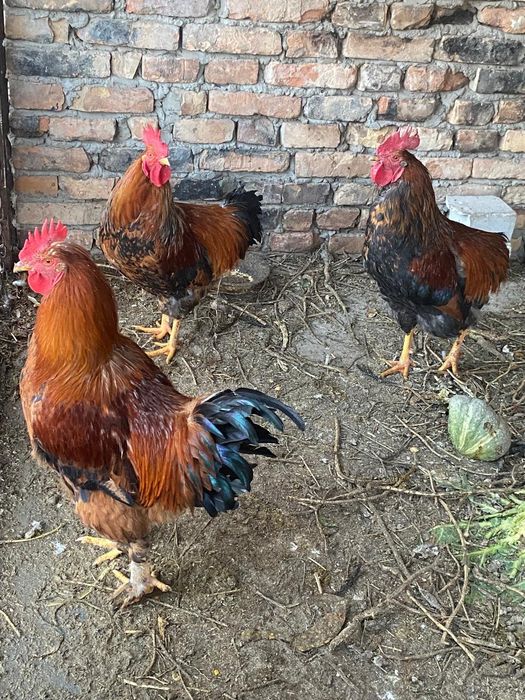 Продам Петухов!!