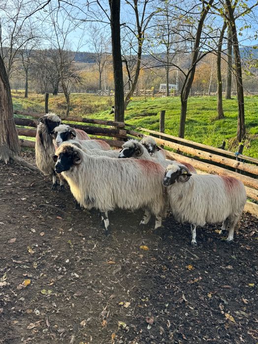 Vand 7 oi de la 3-5 miei