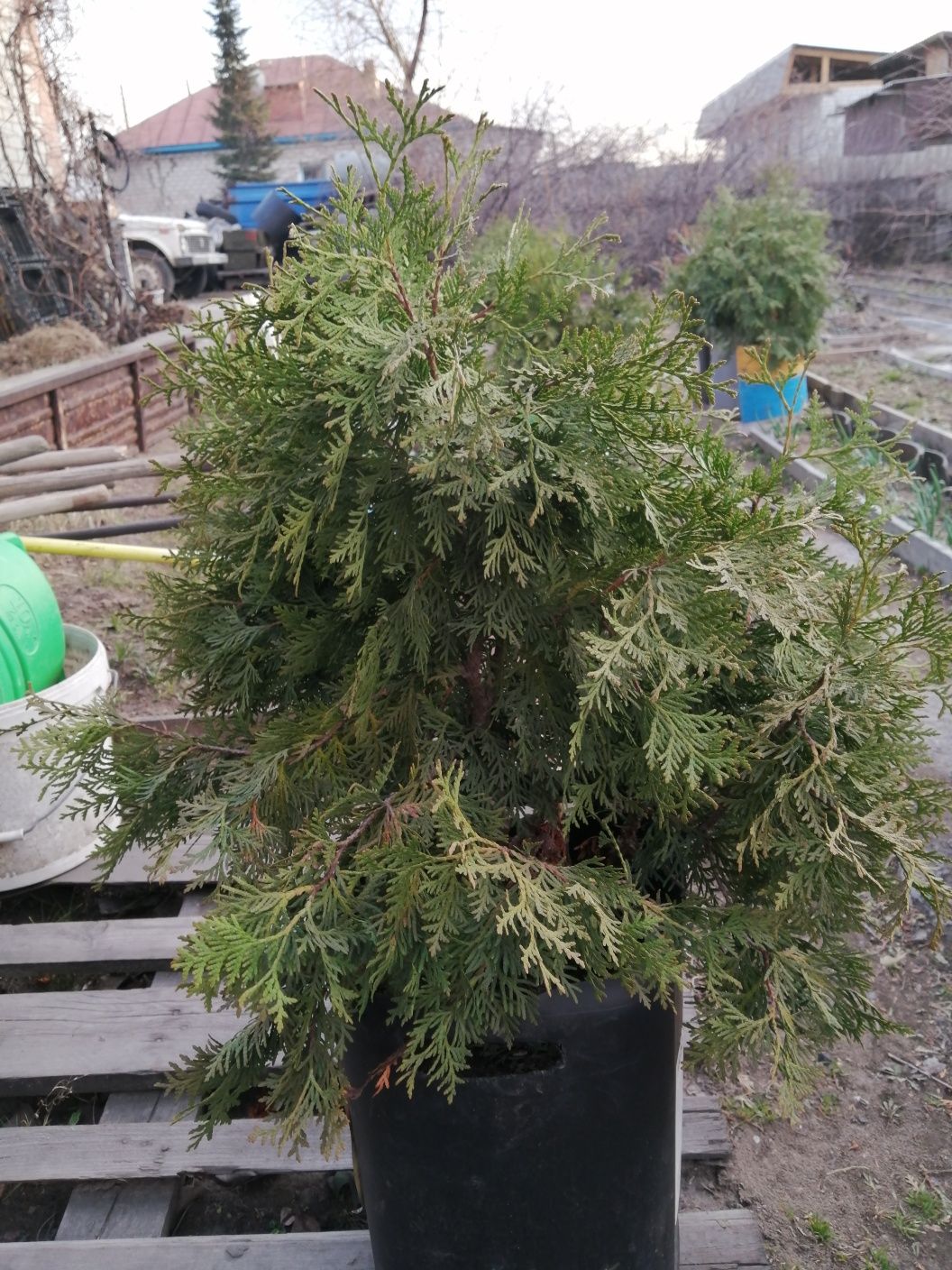 Продам молодую тую