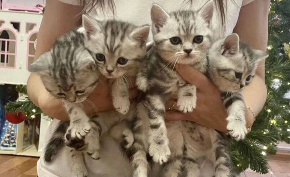 Прелестные шотландские котята