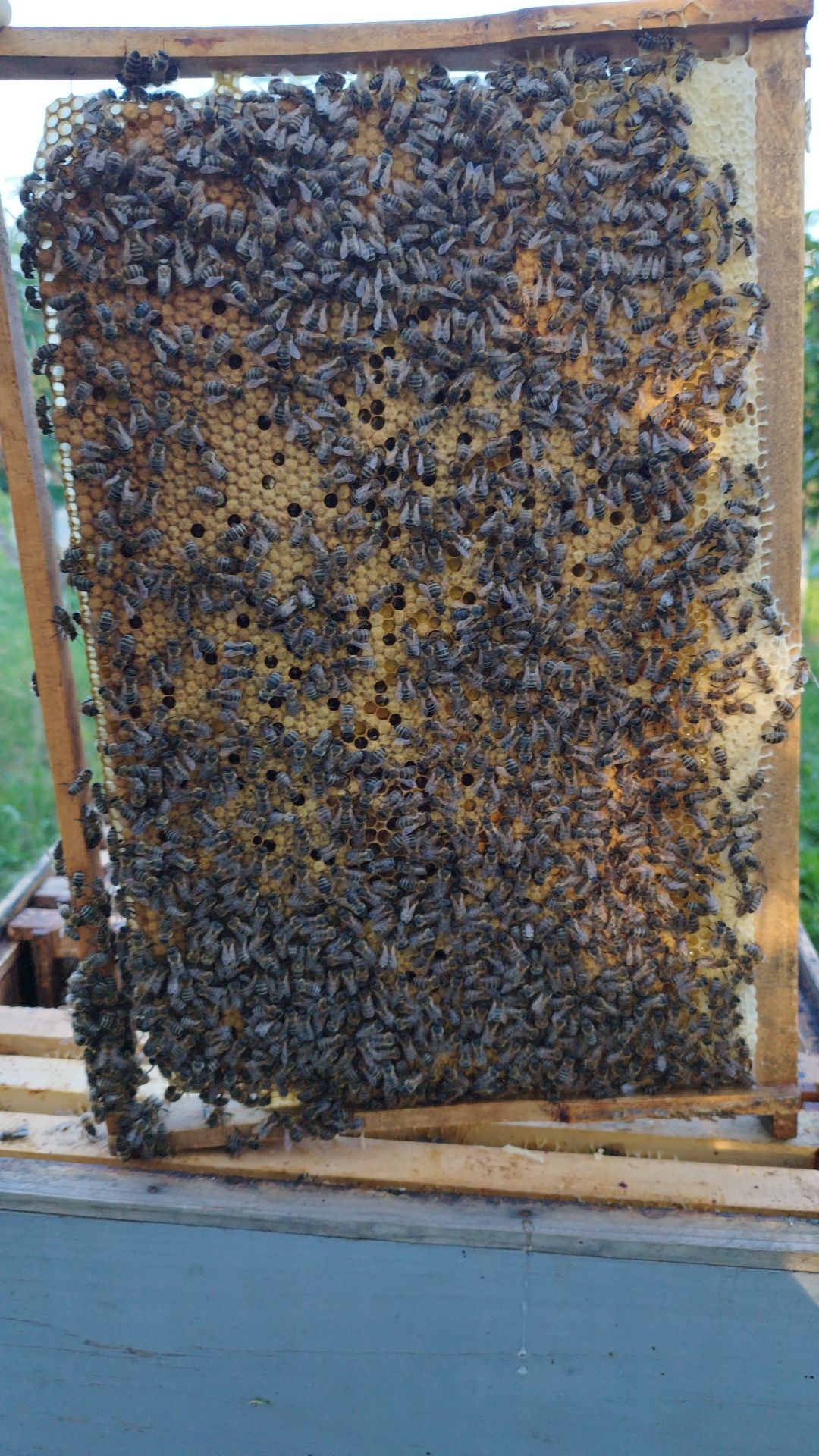 Stupina de Multiplicare Matci Carpatine-2025-( se poate elibera și fac