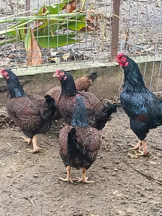 Găini combatante indiene