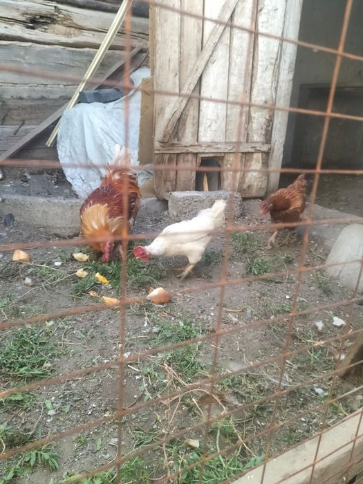Продам курицу молодые!