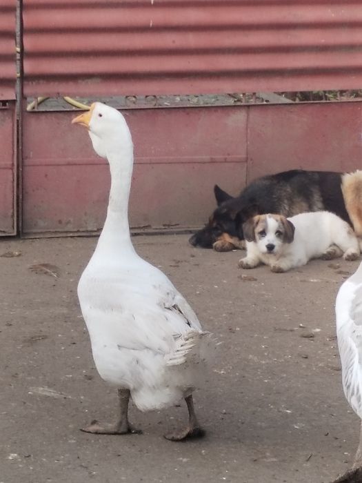 Trei băieți vor alta casa