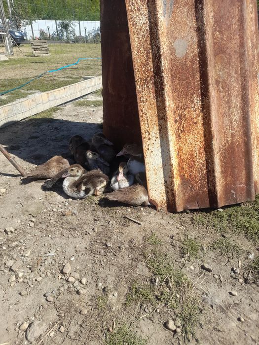 Vând bobocii de rațe leșești