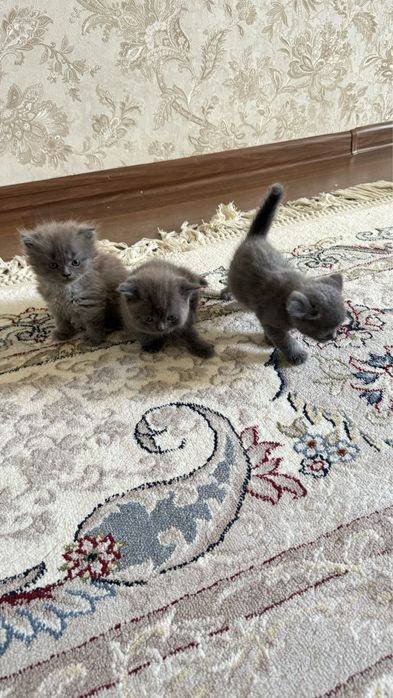 Британские котята