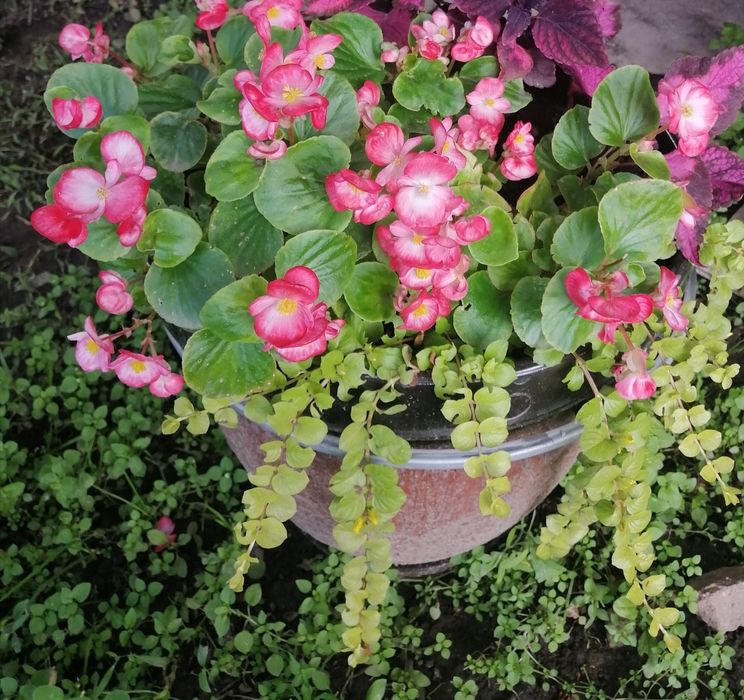 Продам бегонию вечноцветущую