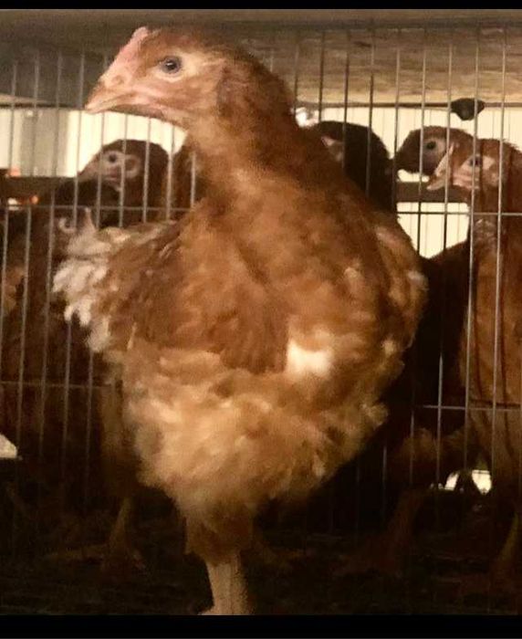 Avicola Balagri srl, Vinde puicuțe ouătoare Lohmann Classic