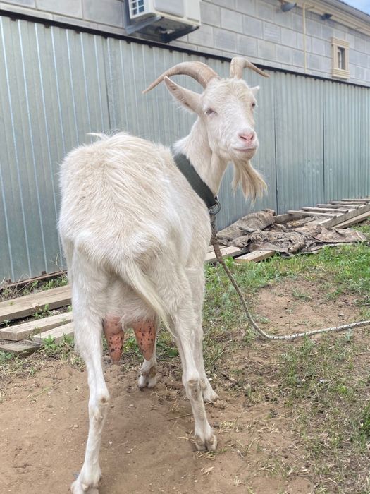 СРОЧНО заанен ешки сатылады немесе койга ауыстырамыз