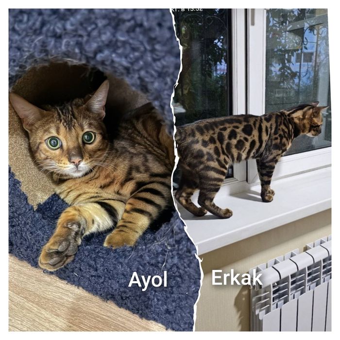 Juft bengalla sotiladi