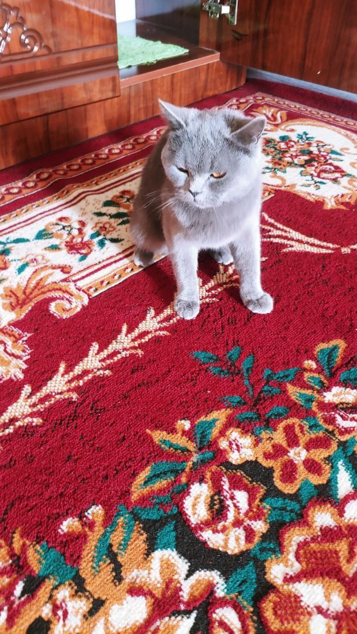 Мушук  қиз бола мушук қиз бола