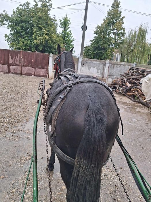 Vănd? Càl cu carutà și hàm calul ieste castrat càlul are 3 ani
