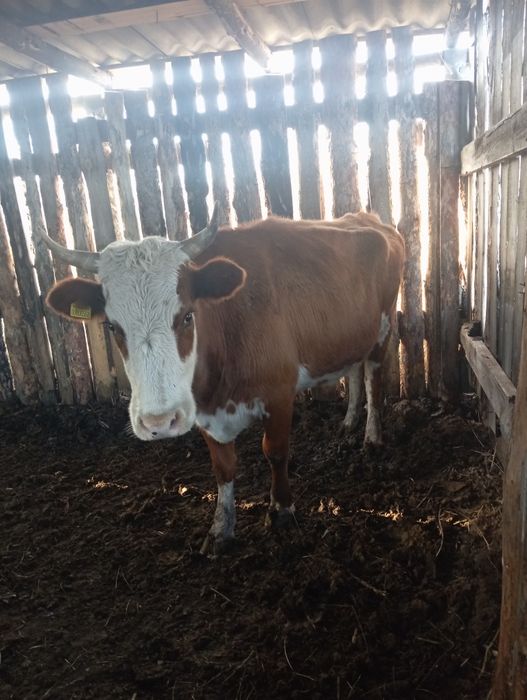 Продам корову 4 года