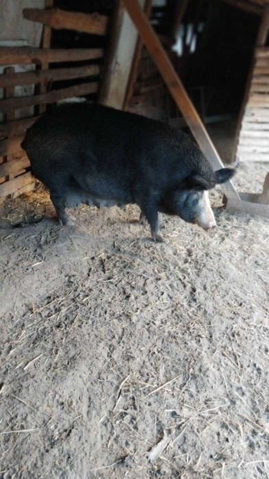 Продавам малки прасенца