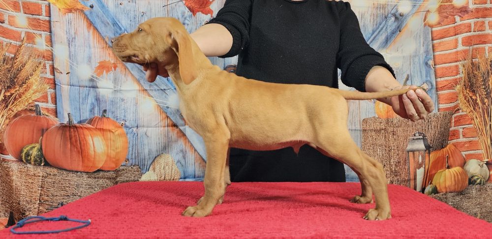 Vizsla maghiara cu pedigree